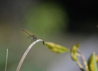 Male dragonfly of the Sympetrum striolatum species perched on a leaf
