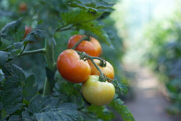 Bio tomatoes natural home garden