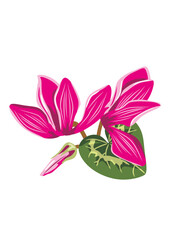 Bouquet of cyclamens flowers