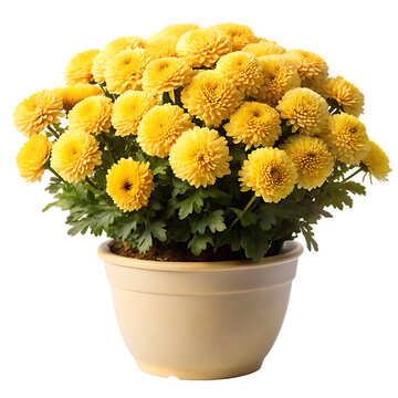 Bountiful yellow mums in cream pot isolated on a transparent background chrysanthemum 1