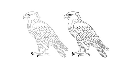 hawk birds illustration