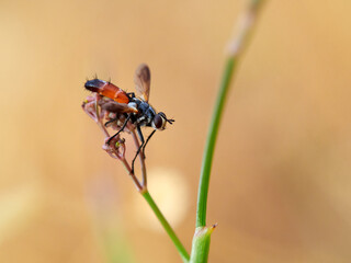 Fly of genus Cylindromyia on a plant. It is a genus of tachinid flies, also known as tube-tails