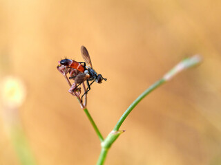 Fly of genus Cylindromyia on a plant. It is a genus of tachinid flies, also known as tube-tails