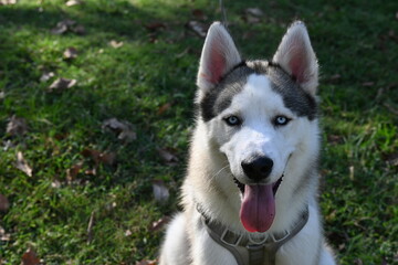 siberian husky dog