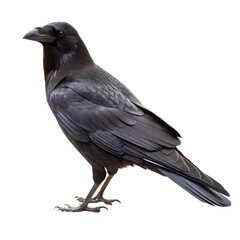 Fototapeta premium Crow bird standing on a white background isolated on a transparent background avian
