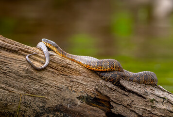 Common Watersnake