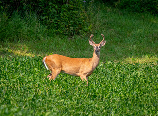 Summer-time Whitetail Buck