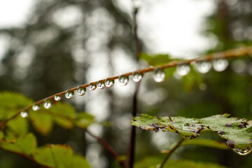 Water Droplets on a Branch After Rain