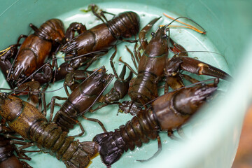 Freshwater Crayfish in a Bucket Ready for Cooking
