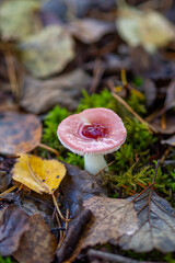 Tiny Pink Forest Mushroom Surrounded By Autumn Leaves