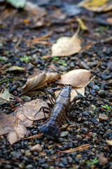 Autumn crayfish on forest floor surrounded by leaves