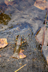 Crawfish Near Leaf Litter In Shallow Water