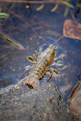 Small Crayfish Scurrying Across Rocky Pond Bottom