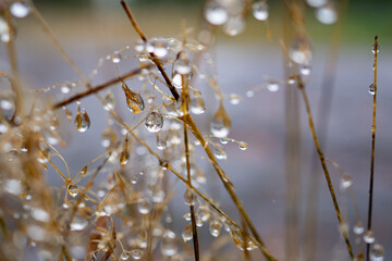 Dew Drops Clinging To Dry Grass Stems