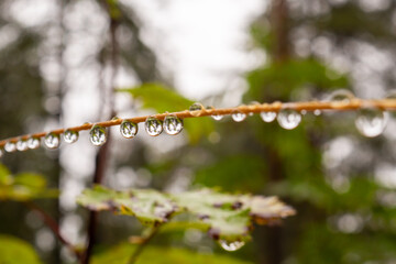 Water Droplets on a Thin Twig After Rain
