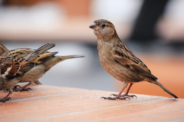 Sparrows on a table in a cafe in winter