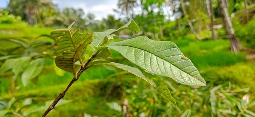 Guava Leaves in Lush Rice Paddy