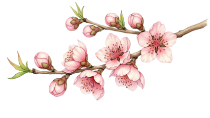 Elegant peach blossom branch, romantic spring bloom for design projects