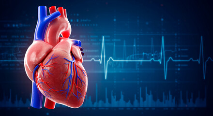 Human heart model with electrocardiogram on blue background, medical concept