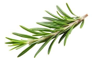Fototapeta premium Fresh green rosemary sprig isolated on white background png isolated on a transparent background
