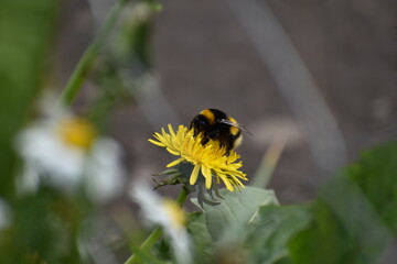 Abeja