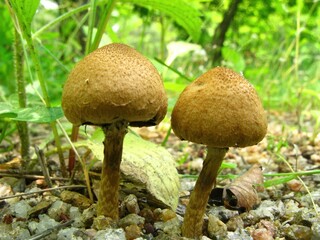 Psathyrella velutina, known as Keun-nunmul-beoseot, is a brown edible mushroom growing in forests and paths, noted for immune-boosting and antitumor compounds. Photographed in Korea.