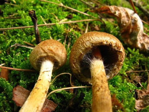 Psathyrella velutina, known as Keun-nunmul-beoseot, is a brown edible mushroom growing in forests and paths, noted for immune-boosting and antitumor compounds. Photographed in Korea.