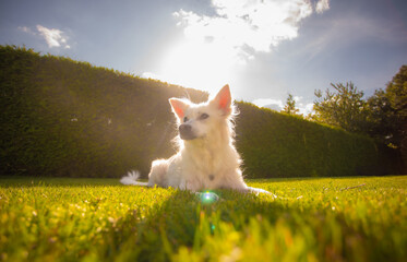 White fluffy dog lying on green grass in the garden with sunlight shining behind, creating a warm...