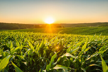 Corn farmland illuminated by golden sunset light with endless green rows © Volodymyr_sh