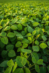 Obraz premium Close-up of green soybean plants growing in agricultural farmland landscape