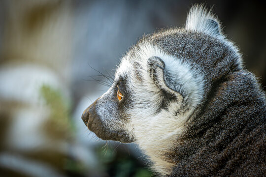 Golden Gaze. Side profile of a ring-tailed lemur with striking amber eyes in soft daylight.