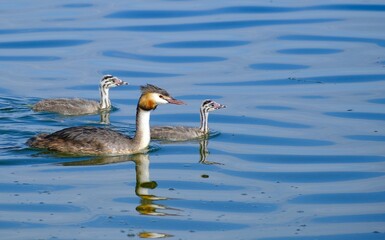 Haubentaucher mit Jungen