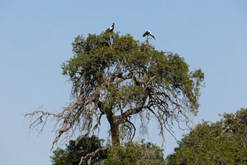 A pair of Saddle-billed stork perched on a tree at Masai Mara, Kenya