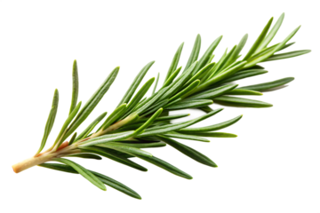 Single sprig of fresh green rosemary herb isolated on a transparent background spice 1