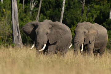 Fototapeta premium A pair of African elephant in Savannah, Masai Mara, Kenya