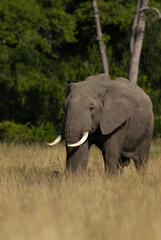 Obraz premium A majestic African elephant in Savannah, Masai Mara, Kenya