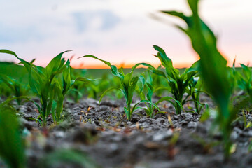 Corn seedlings sprouting from soil in farmland with sunset in background