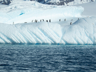 Penguins on a iceberg