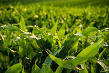 Close-up of fresh green corn leaves with natural sunlight in an agricultural summer field