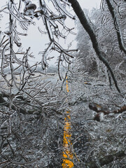 Closeup of ice covered branches from a tree fallen onto a road during an ice storm