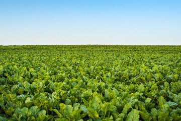 Wide view of sugar beet field with green leaves growing under blue clear summer sky