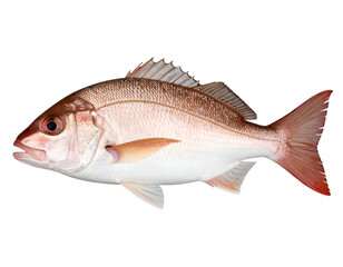 A beautifully detailed image of a fish showcasing its vibrant colors and intricate features against a plain background.