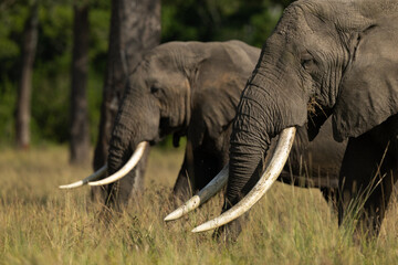 Selective focus on the front elephant in Savannah, Masai Mara, Kenya