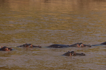 Fototapeta premium Hippopotamus lying in the river at Masai Mara, Kenya