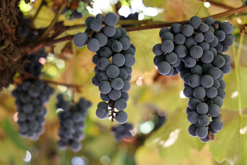  Ripe dark grapes hanging on the vine in sunlight. Fresh organic fruit ready for harvest in vineyard. Natural background for wine production, agriculture, healthy food, and autumn season. 