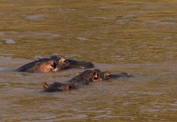 Fototapeta premium Hippopotamus lying in the river, Masai Mara, Kenya
