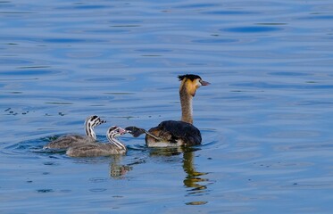 Haubentaucher mit Küken