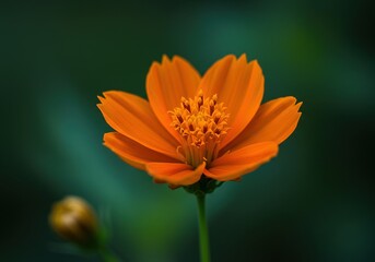 Close up of an orange cosmos flower on a green background