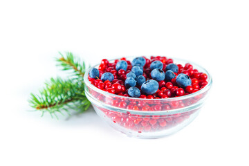 Ripe shiny lingonberries and blueberries and spruce branch on white background.
