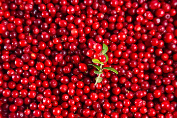 Fresh juicy lingonberry berries with a lingonberry branch close-up.